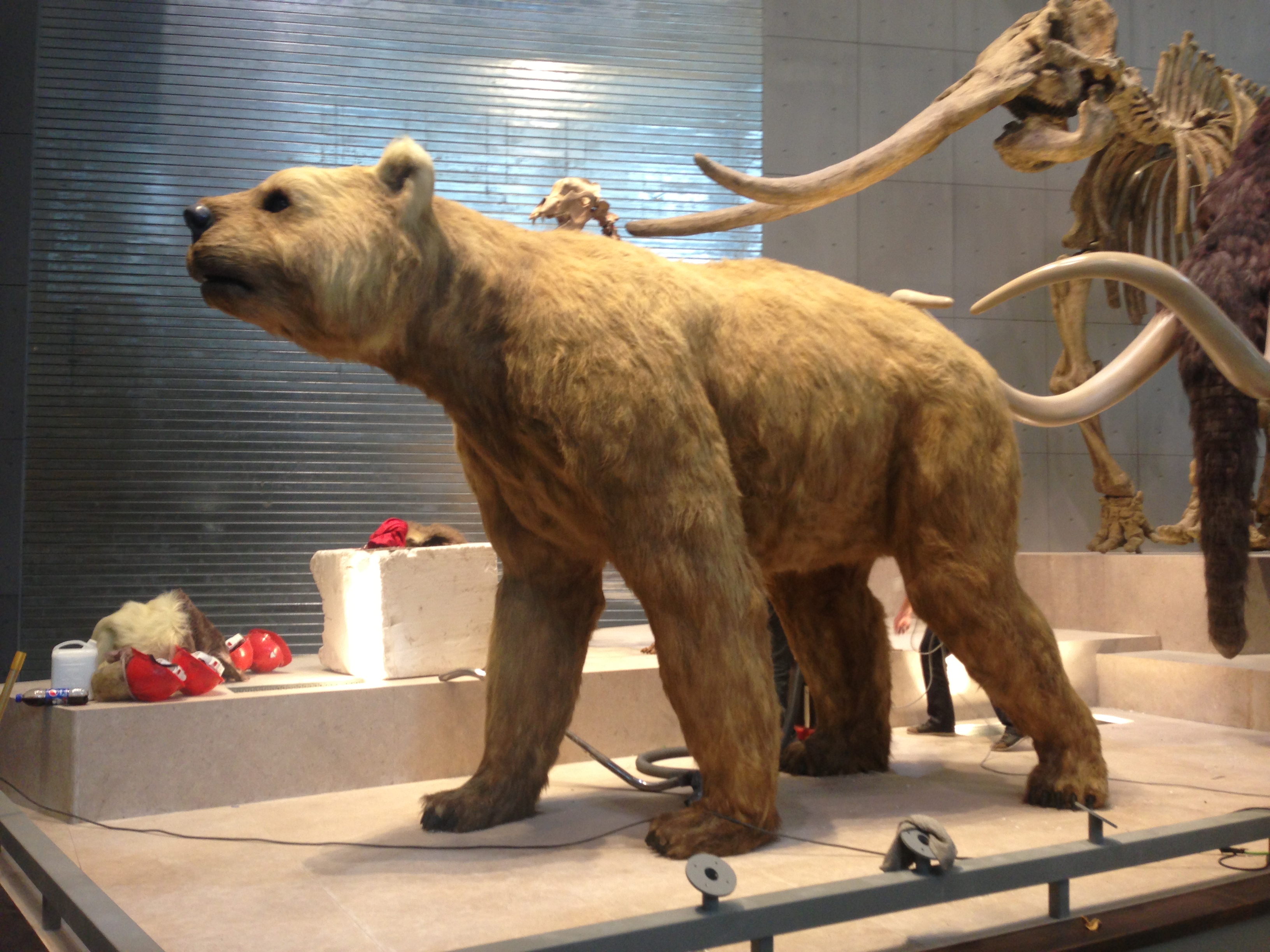 短面熊动物雕塑